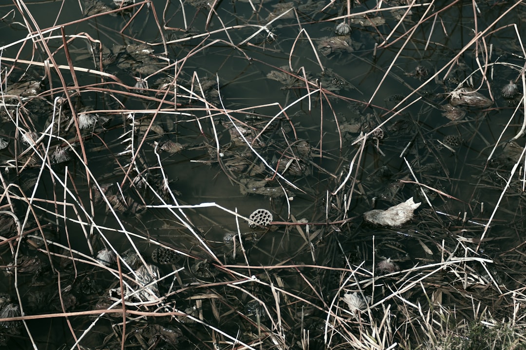 Photo nubuck