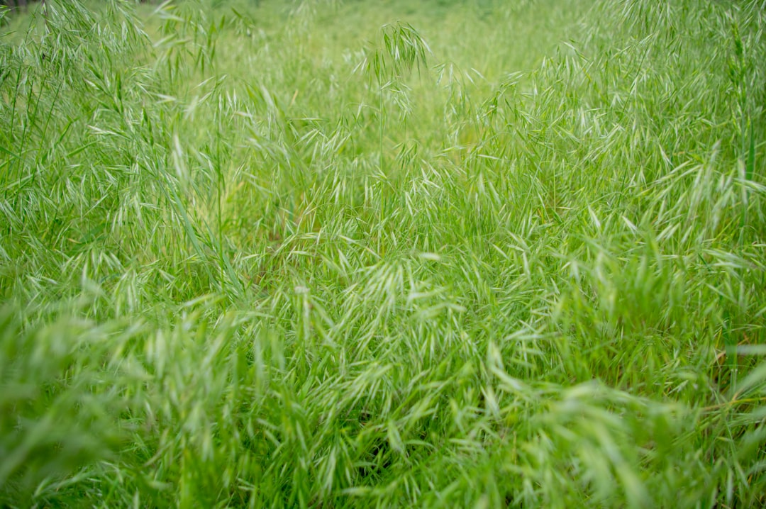 Photo blowout grass