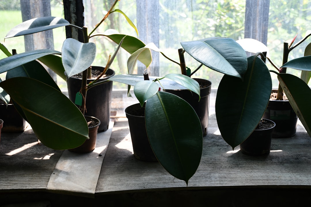 Photo houseplant care