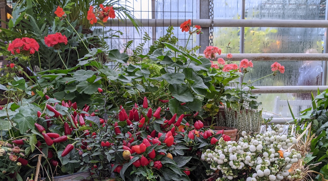Photo potted garden flowers