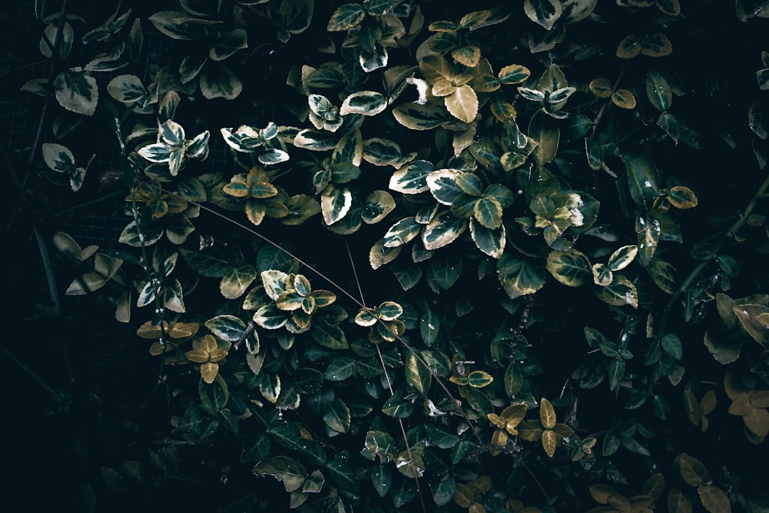 Photo euonymus